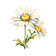 Naklejka premium Daisy flower, watercolor clip art, white background