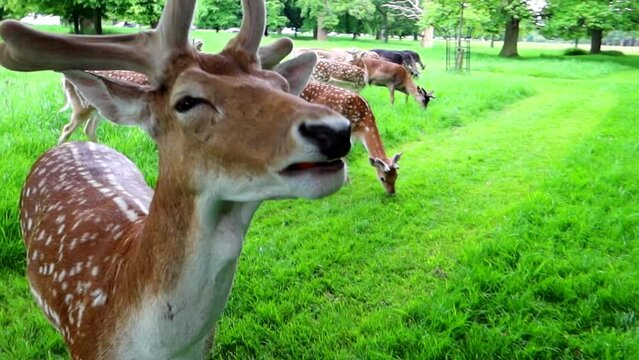Close up shot of curious wild spotted brown deer chewing food in Phoenix Park, Dublin