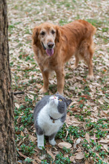 British shorthair cat and golden retriever together under a tree