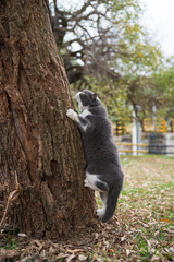 British Shorthair cat ready to climb tree
