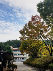 autumn in the park