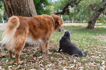 British shorthair cat and golden retriever together under a tree