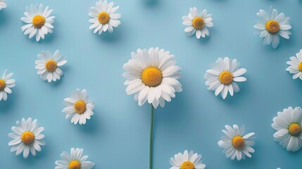 White Daisy Flowers With Yellow Centers Arranged On A Soft Blue Background. Fresh And Clean Floral Pattern. Purity Of Nature. Tranquil Desktop Wallpaper. AI Generated