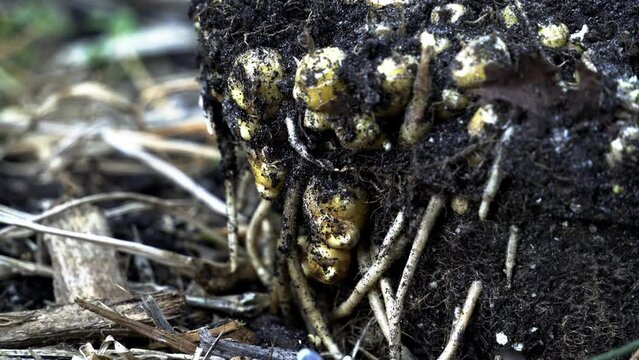 Cool closeup shot of dirt mound with fresh harvested ginger trapped inside Seasonal Ginger Harvesting Unveiling Nature's Bounty