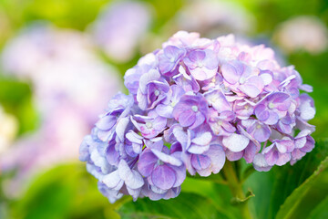 Obraz premium 古寺の側道に咲く紫陽花 日本の初夏