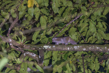 Bengal slow loris (Nycticebus bengalensis) or northern slow loris at Namdapha National Park,...