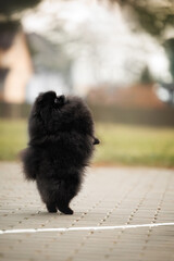 black pomeranian spitz dog begging on hind legs outdoors