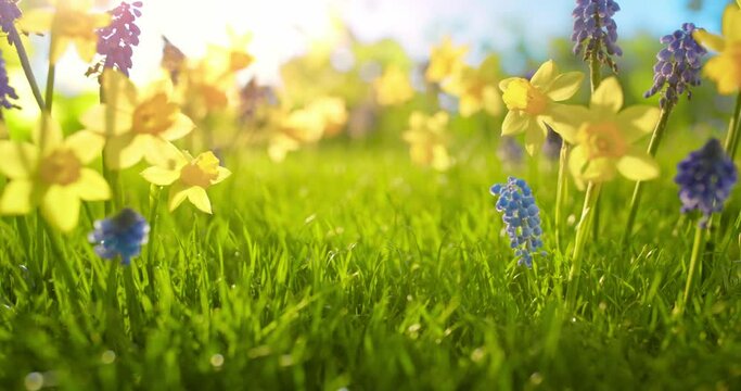 Beautiful spring natural background with yellow flowers