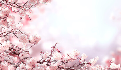 Horizontal banner with sakura flowers of pink color on misty backdrop. Beautiful nature spring...