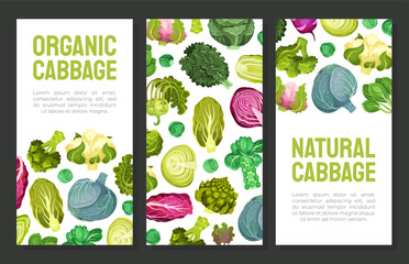 Cabbage Vegetable Banner Design with Crop Vector Template
