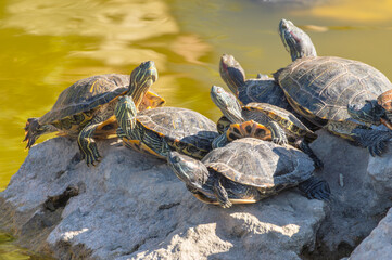 red-eared turtles basking in the sun