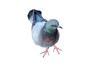 the big Beautiful pigeon