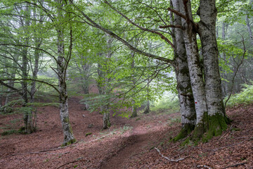GR20 long distance trail, Sierra de Aralar, Navarra, spain