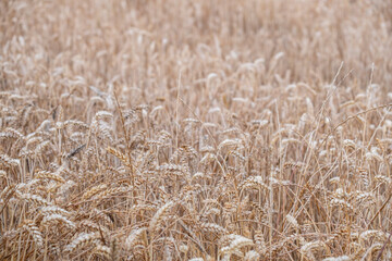 Askartza, Condado de Treviño, basque country, spain