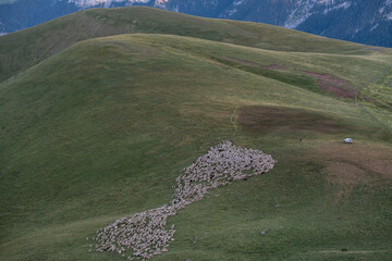 transhumant flock of sheep in front of the Cotiella massif, Huesca, Spain