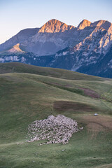 transhumant flock of sheep in front of the Cotiella massif, Huesca, Spain