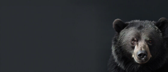 Front view of Sloth Bear on dark gray background. Wild animals banner with copy space