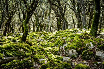 Fototapeta na wymiar moss at Holm oak, Mola de Planisi, Banyalbufar, Mallorca, Spain