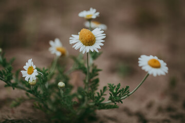 Small white-yellow chamomile flowers in close-up