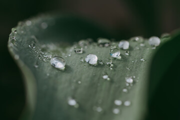 A green plant after rain with water droplets in close-up
