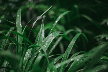 Juicy grass after rain with water droplets close-up