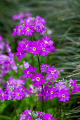 Bloom Fairy Primrose - Primula Malacoides, which is also known as Fairy Primrose, blooms early in the season into lavender flowers which reach approximately 12 inch wide, on soft hairy stalks.