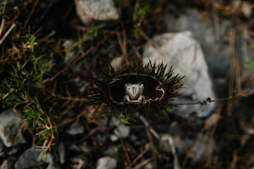 Sea urchin with broken spiky shell, dried inside.