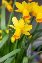 Cyclamen flowered daffodil. Close-up of yellow daffodil flowers in the spring time