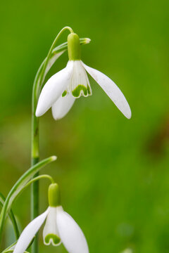 Galanthus is a genus of plants belonging to the Amaryllidaceae family.