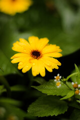 yellow flower in the garden