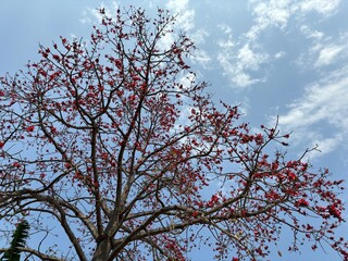 tree in spring