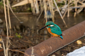 kingfisher on a branch