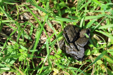 fresh sheep droppings on grass