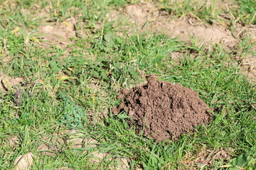 freshly dug mole hill in the field