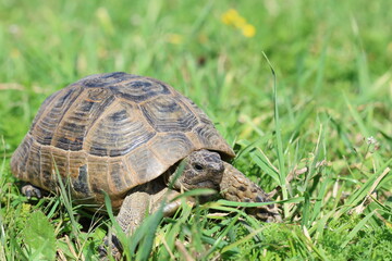 a turtle crawling in spring
