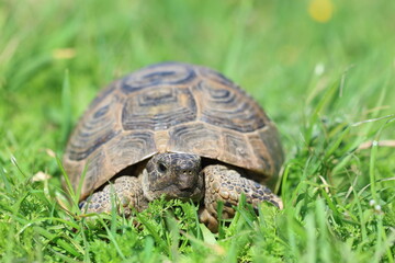 a turtle crawling in spring
