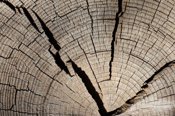wood texture of dried log