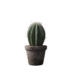 cactus isolated on transparent background, png