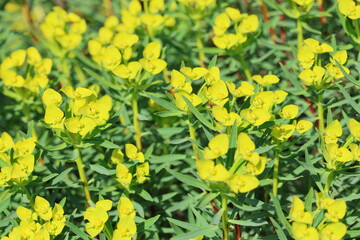 Euphorbia dendroides is a large shrub of the family Euphorbiaceae that grows in semi-arid and...