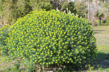 Euphorbia dendroides is a large shrub of the family Euphorbiaceae that grows in semi-arid and...