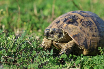 a turtle crawling in spring
