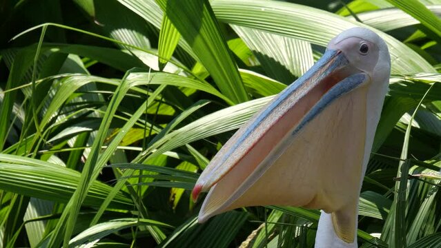 Close-up shot of the great white pelican (Pelecanus onocrotalus)