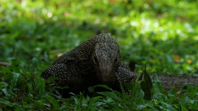 Monitor lizard, in the genus Varanus, the only extant genus in family Varanidae