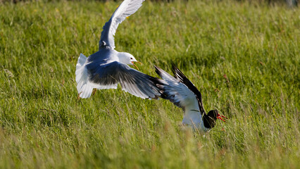 Territorial Dispute. Seagull chases away oystercatcher in the grass.