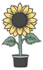 sunflower in a vase without background