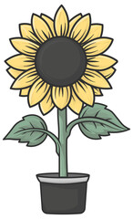 sunflower in a vase without background