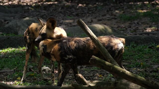 The African wild dog (Lycaon pictus), also known as the painted dog