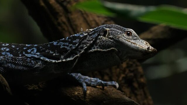 Varanus macraei, the blue-spotted tree monitor or blue tree monitor