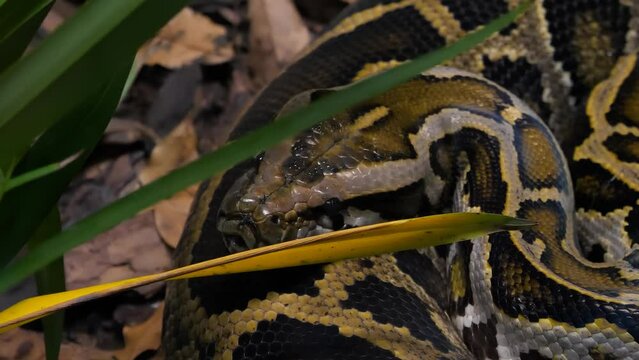 The Burmese python (Python bivittatus), one of the largest species of snakes