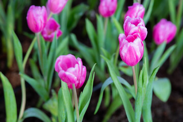 Flowers arranged into beautiful bouquets